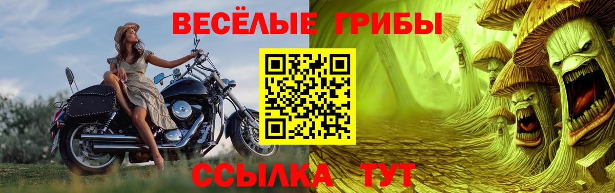 Галлюциногенные грибы Psilocybine cubensis Ачхой-Мартан